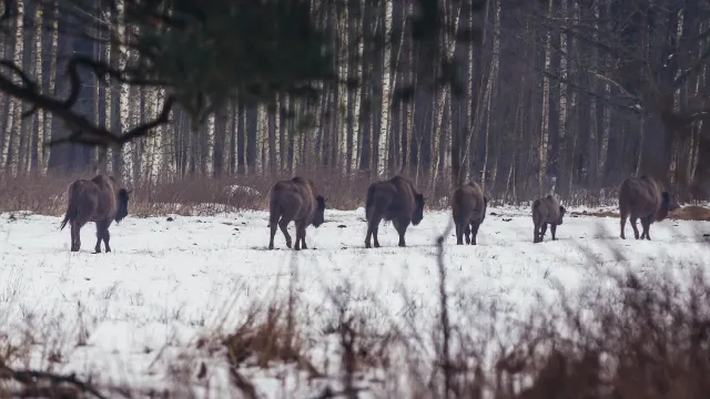 Mur na granicy z Białorusią. Tragiczne skutki dla Puszczy Białowieskiej?