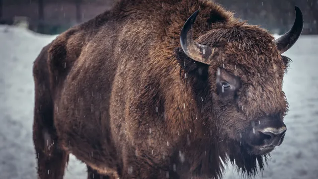 Były sołtys zabił żubra "Pyrka", tłumaczył, że pomylił go z dzikiem. Jest WYROK