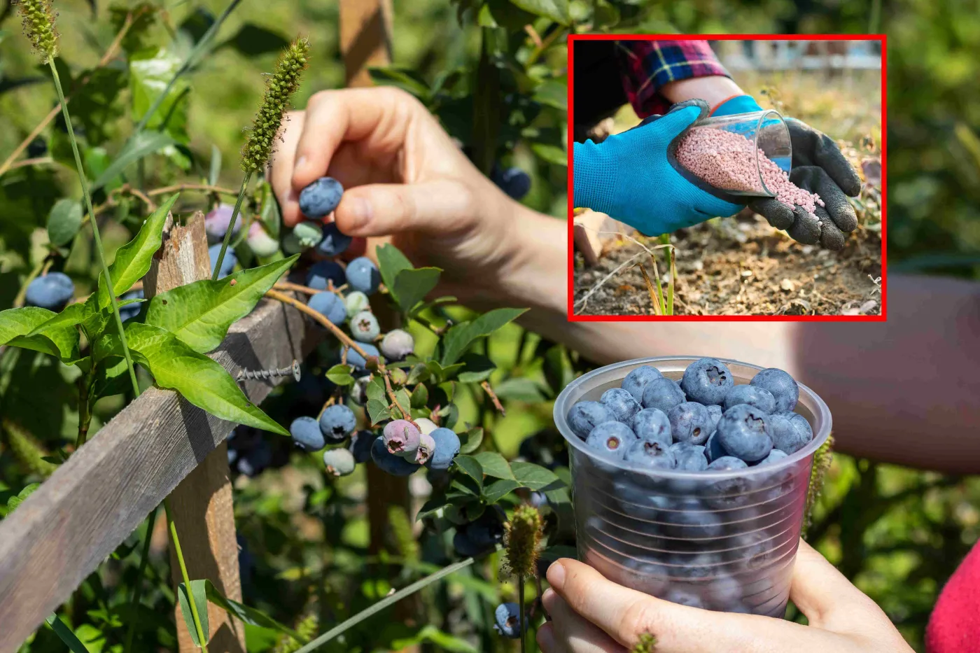 Jak i kiedy nawozić borówkę amerykańską? Szczepionka mikoryzowa zdziała cuda