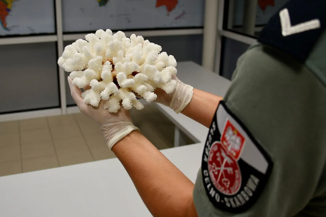 Aksolotl, koralowiec i pijawki. Niecodzienne próby przemytu udaremnione