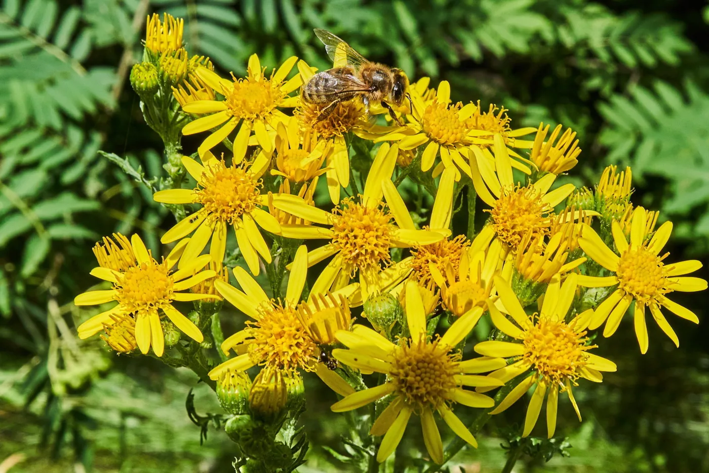 Ta maść zadba o pięty i pomoże z rozstępami. W aptece kosztuje tylko kilkanaście zł