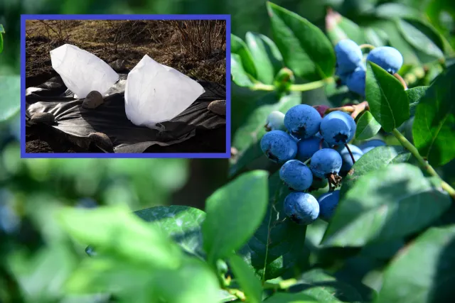 Zimowa ochrona borówki amerykańskiej. Dzięki temu przetrwa mrozy