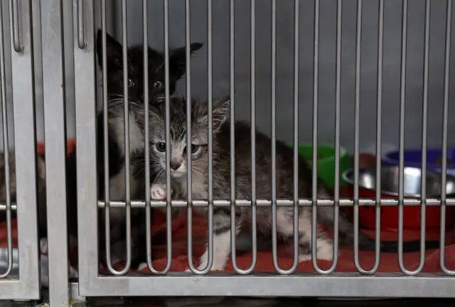 Schroniska wstrzymują przedświąteczne adopcje zwierząt
