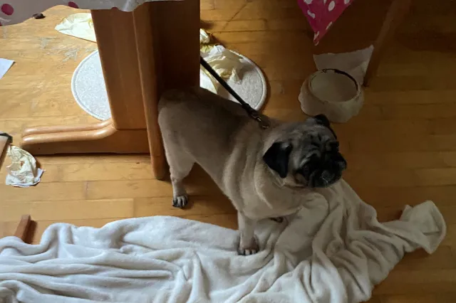 Wyjechali na tydzień, w mieszkaniu zostawili trzy psy. Zwierzęta siedziały "na brudnych szmatach, bez wody i jedzenia"