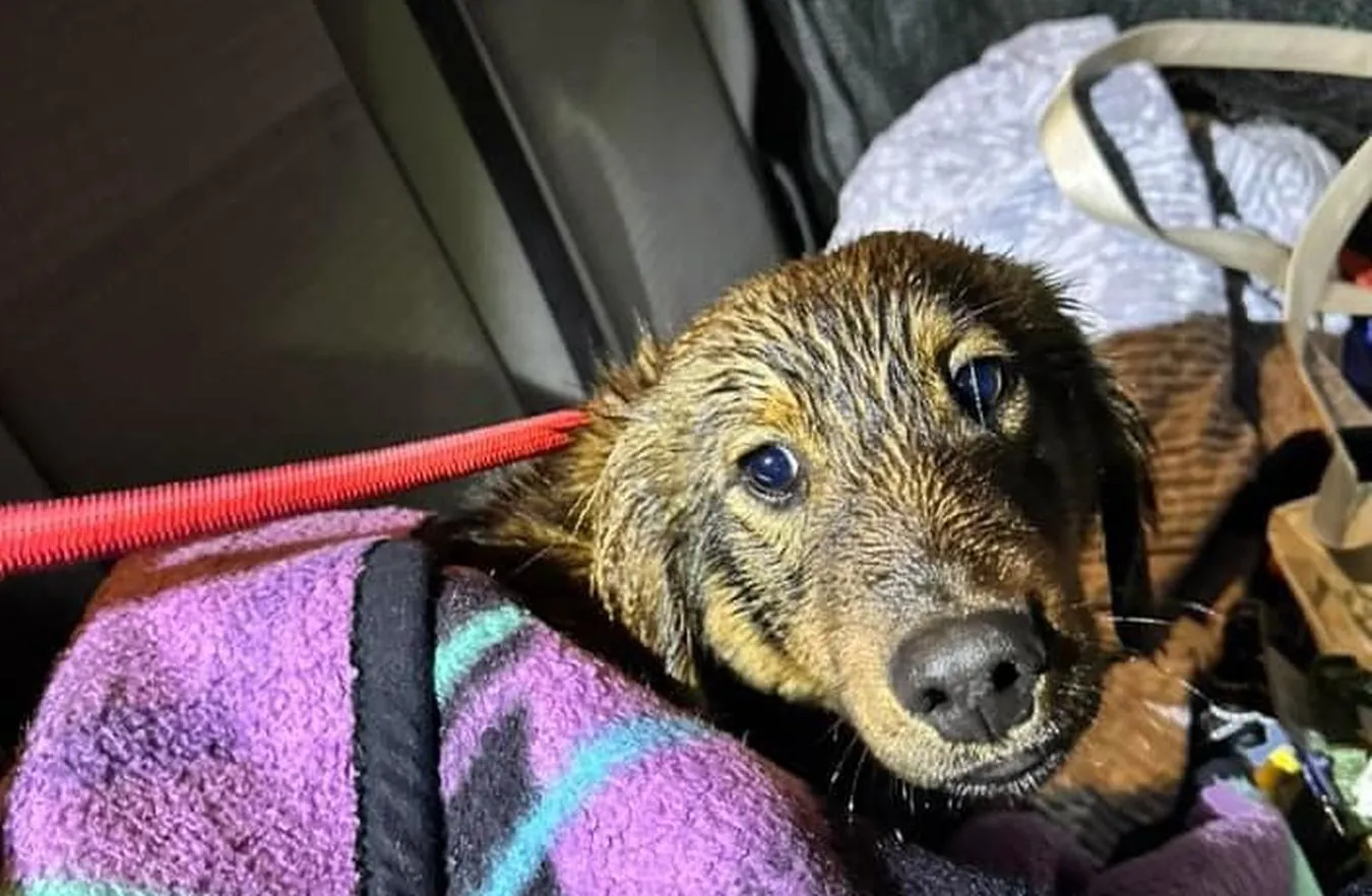 Bug. Szczeniak spędził 6 dni na zalanej wodą wysepce na rzece. Dramatyczna akcja służb