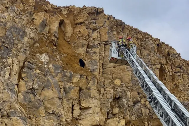 Nowy Staw: Pies utknął na wysokości 17 metrów. Na pomoc ruszyli strażacy