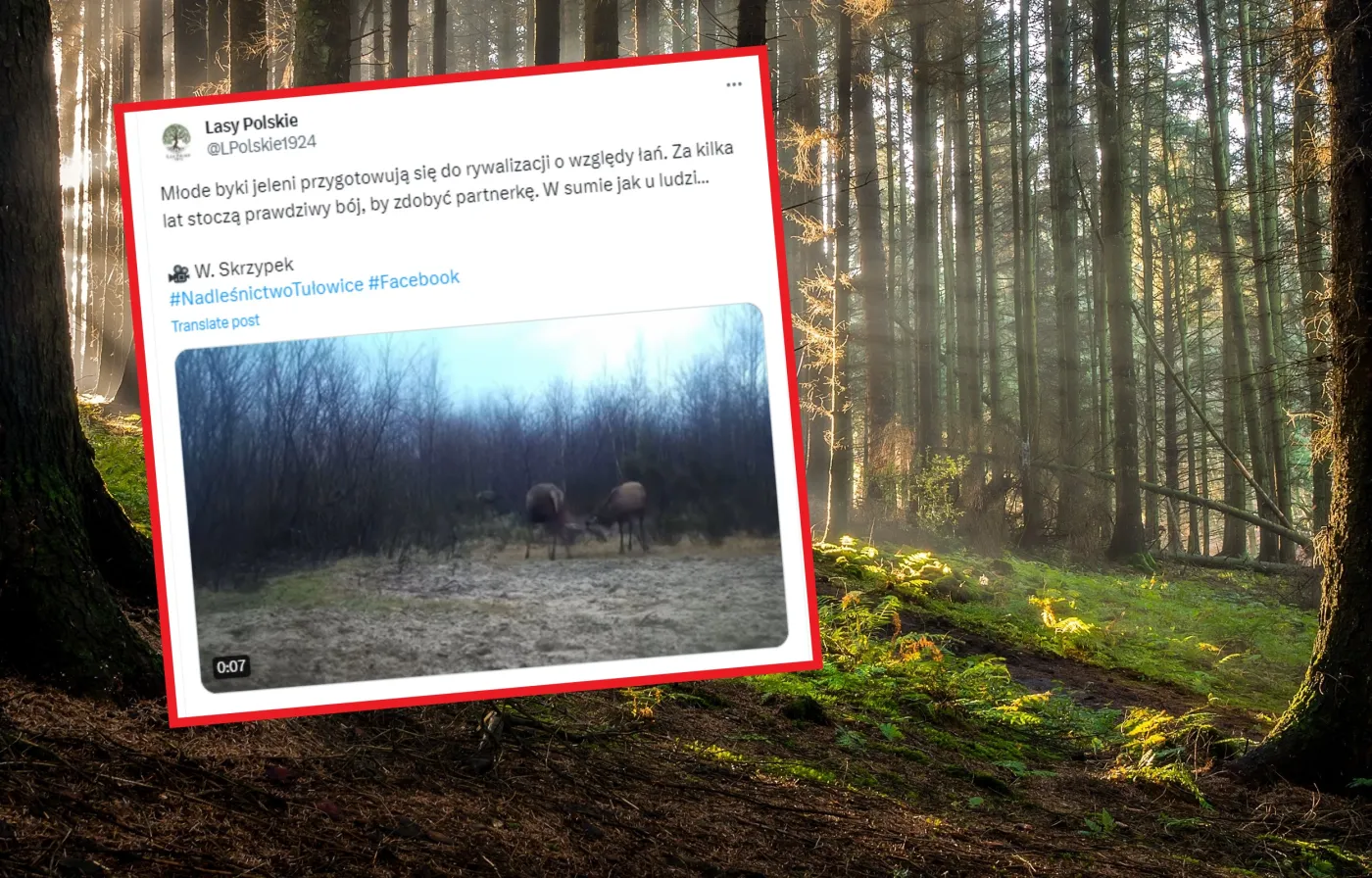 Widowiskowa rywalizacja w lesie. Pokazali wideo