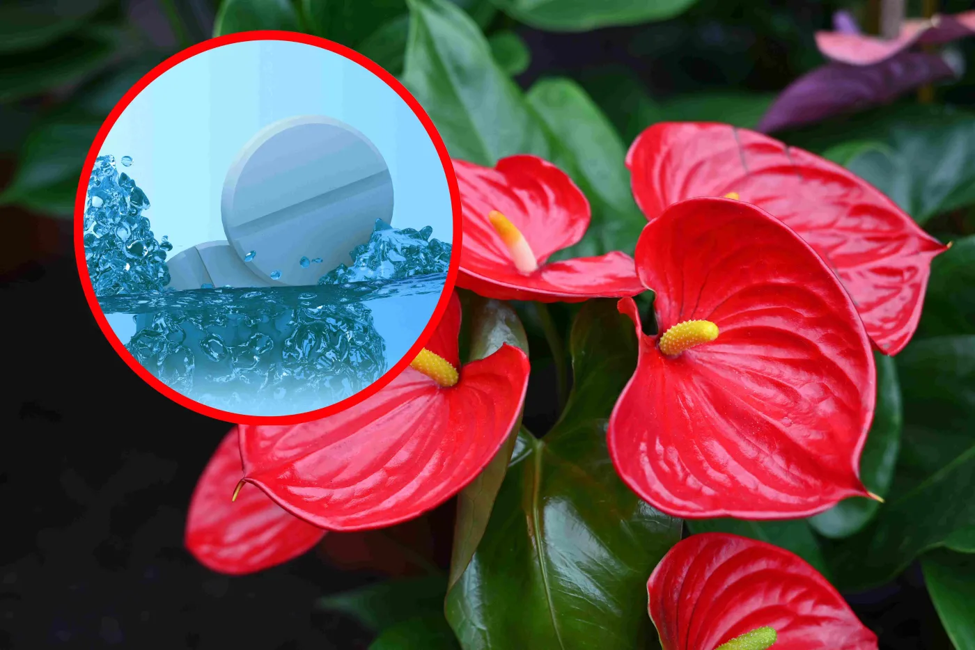 Rozpuść jedną tabletkę, a anturium wspaniale zakwitnie. "Odżywkę" dostaniesz w aptece