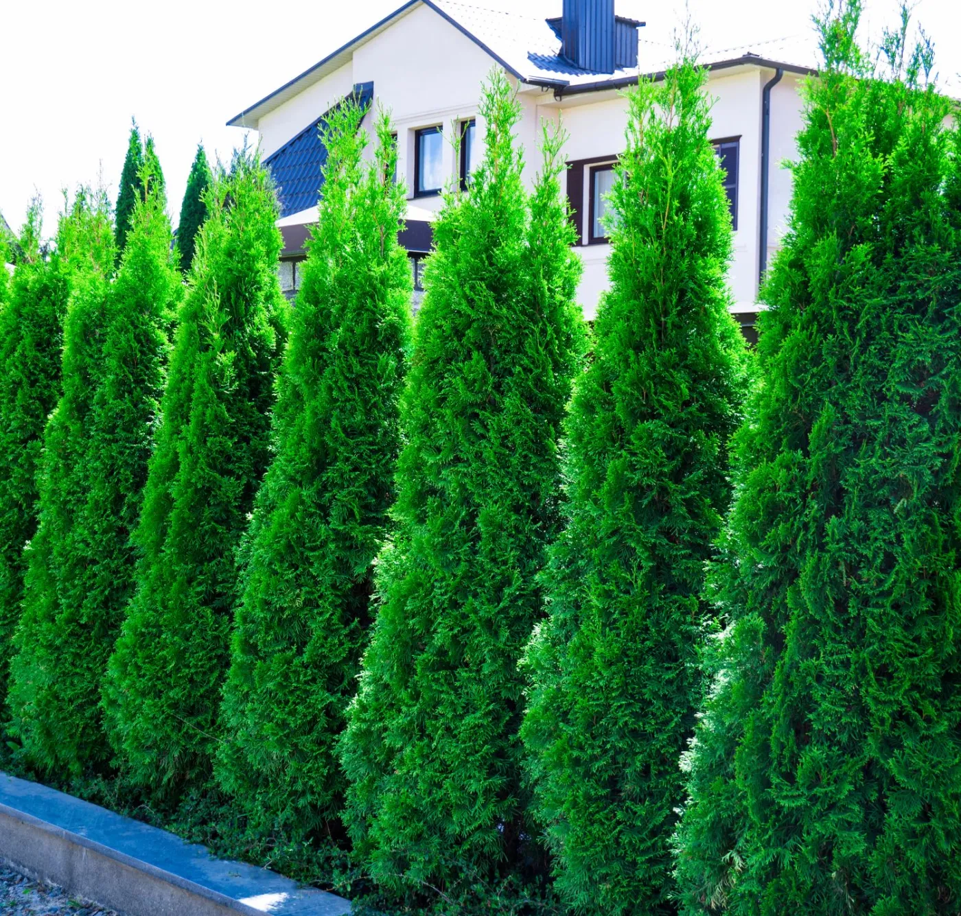 thuja-occidentalis-smaragd-tuja-szmaragd-37814297.jpg