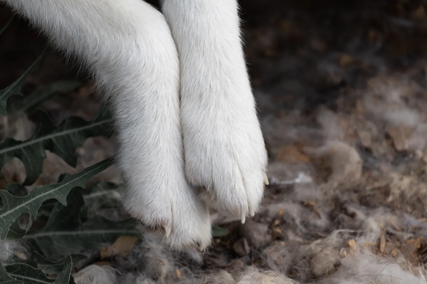 Pies zawisł na stalowej linie. Jego właściciel odpowie za bestialskie zabicie