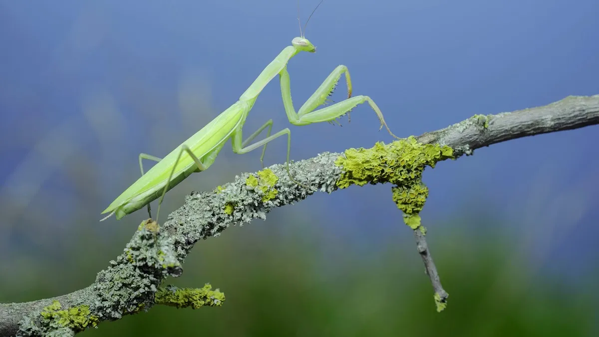 Zaczęła pojawiać się w polskich ogrodach. Czy modliszka gryzie? Jak wygląda?
