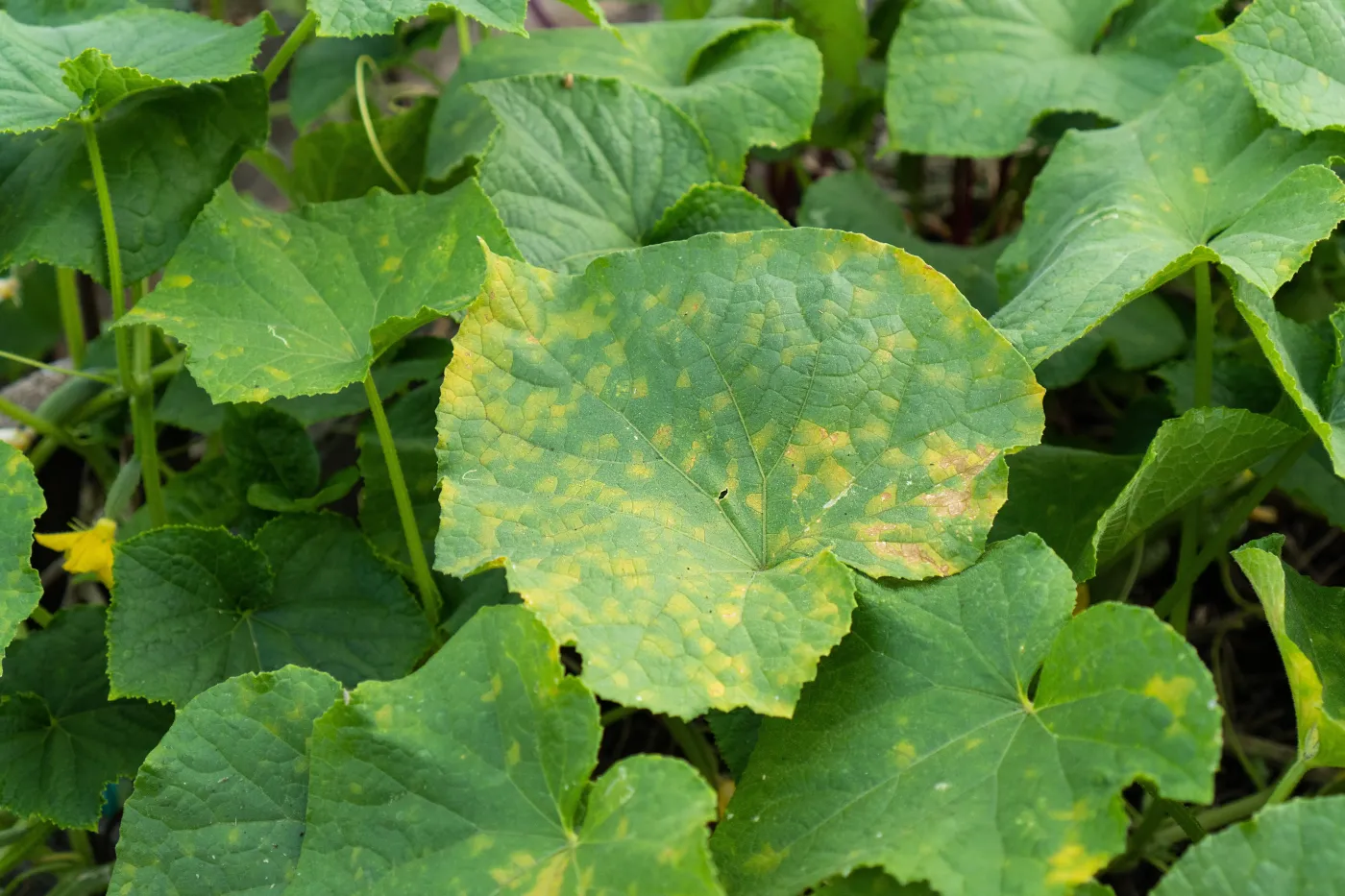 ogórek gruntowy, liście ogórka, plantacja ogórka, zaraza ogórków, maczniak rzekomy 