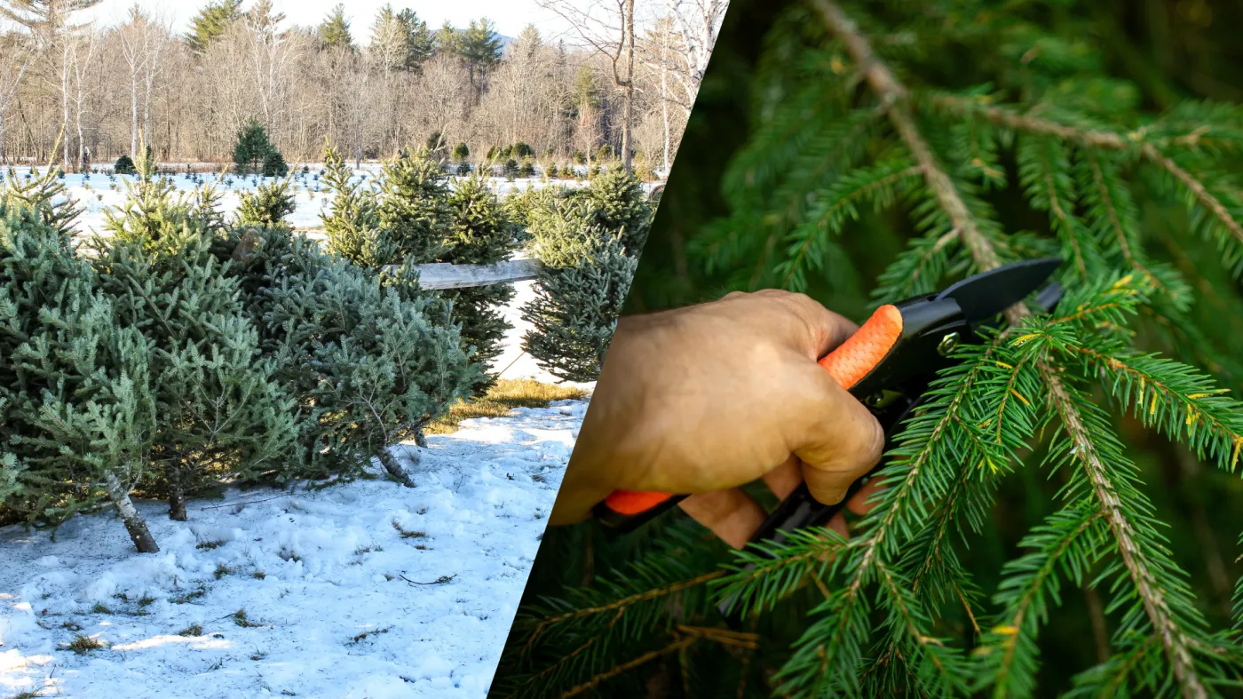 Co zrobić z choinką po świętach? Nie wyrzucaj od razu! Zrób z niej…