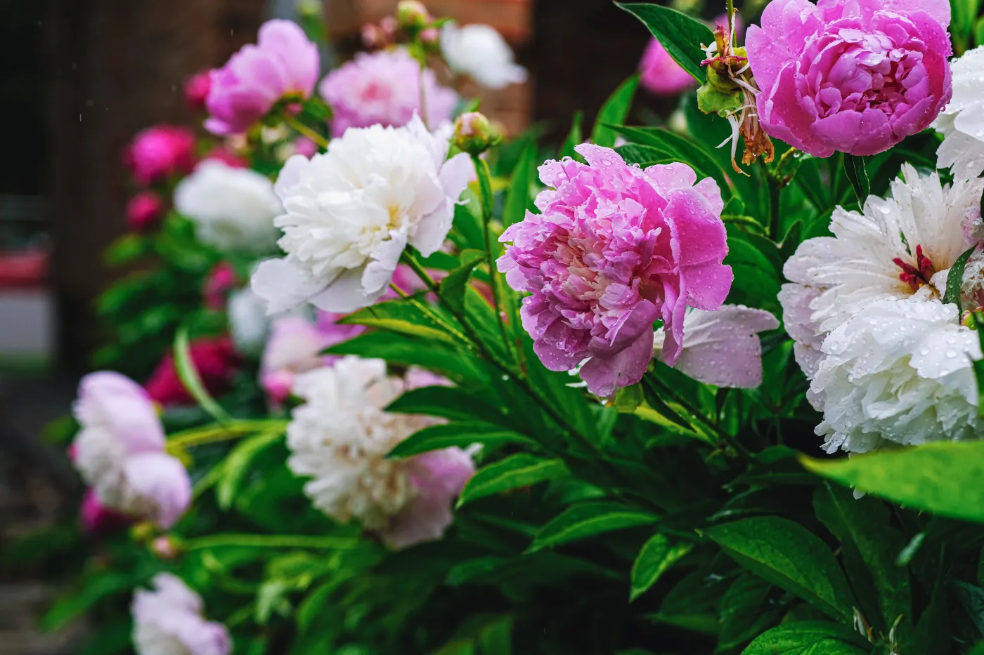 Peonies,In,The,Rain,,Rain,Drops,,Rainy,Day,,Cloudy,Weather,
