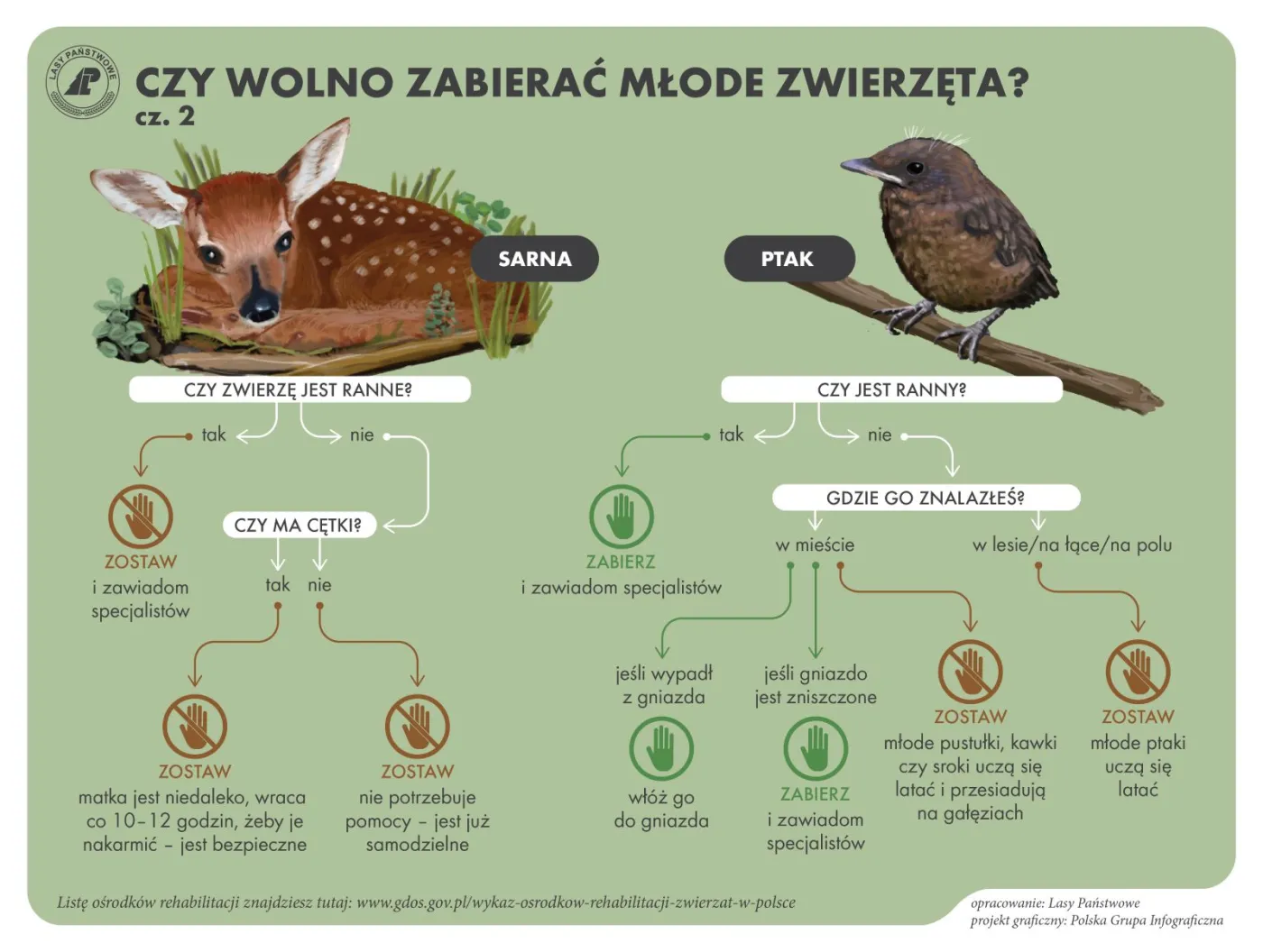 nie-zabiera-sie-mlodych-zwierzat-dzikich-38507132.jpg