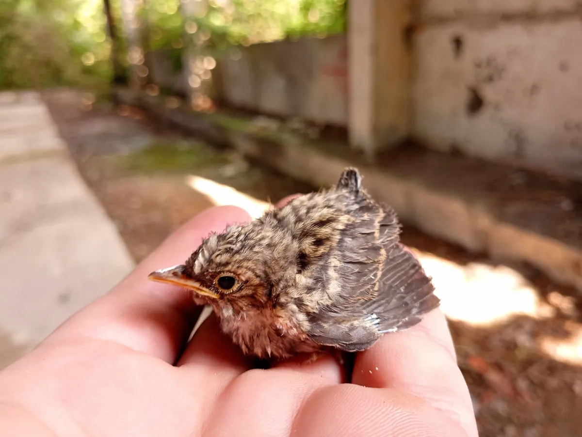 Znalazłem małego ptaszka. Co zrobić? [INSTRUKCJA]