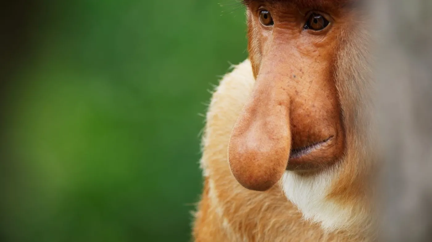 Niezwykłe dokumenty przyrodnicze w polskim streamingu. Gdzie oglądać?