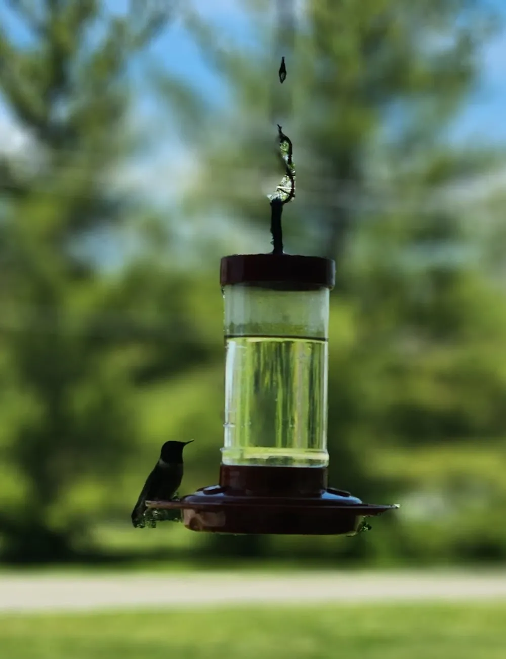 poidlo-dla-ptakow-samo-napelniajace-sie-38526193.jpg