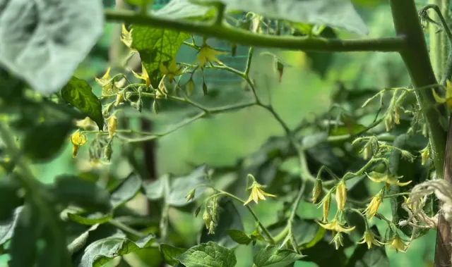 Oprysk z drożdży na pomidory. Jak zrobić?