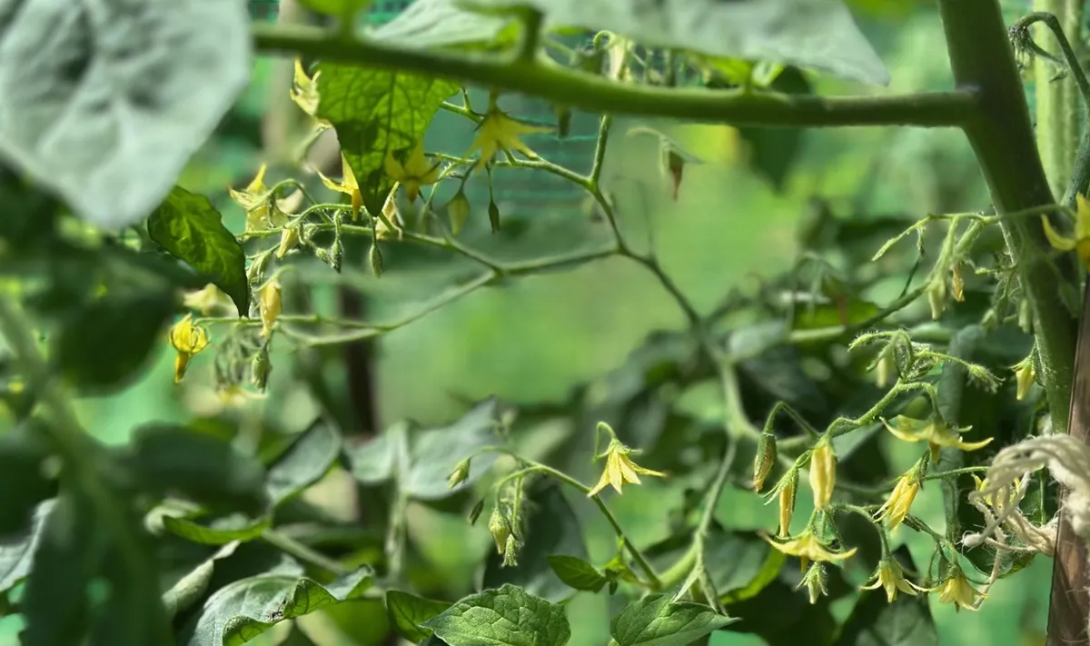 Oprysk z drożdży na pomidory. Jak zrobić?
