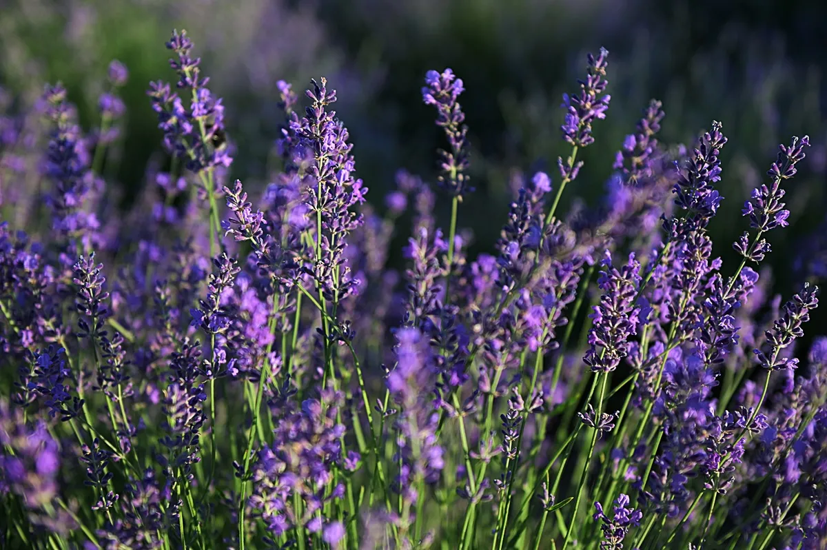 Nawóz ze skorupek jaj do lawendy to najlepszy wybór