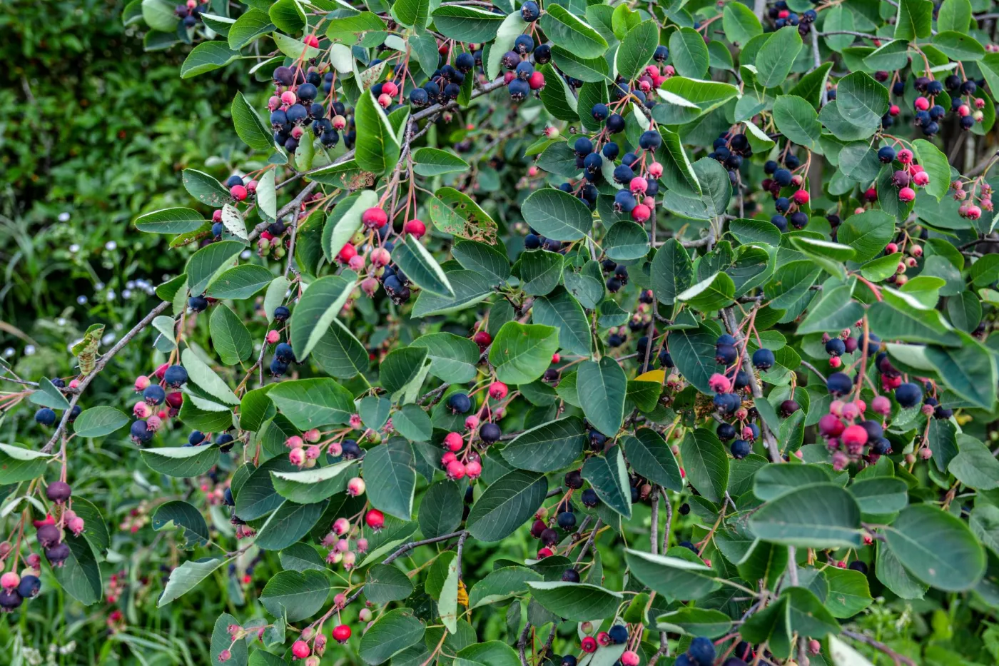 Hamują starzenie i dostarczają mnóstwo potasu. Te owoce biją borówki na głowę. Musisz mieć ten krzew w ogrodzie