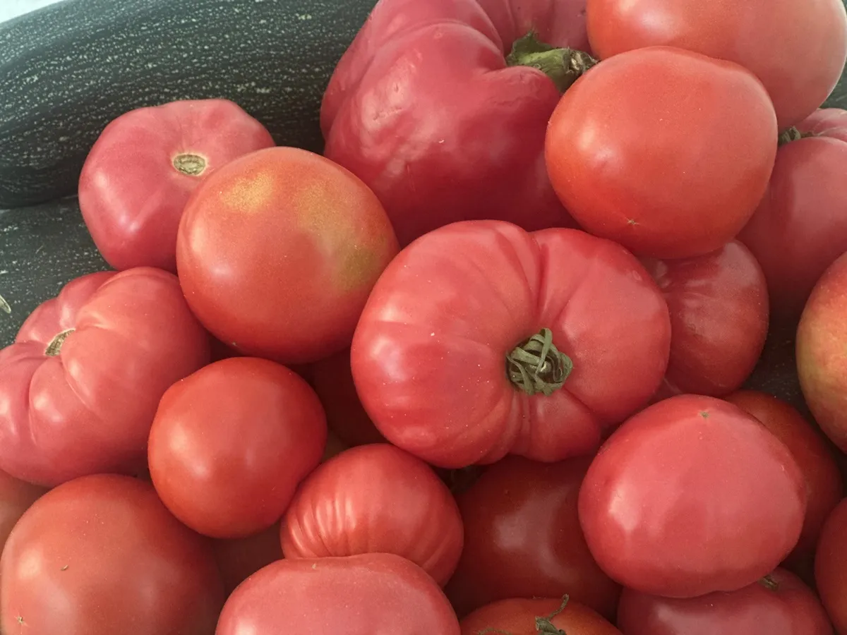 Zbadali pomidory malinowe z Biedronki i innych marketów. Wyniki mogą szokować!