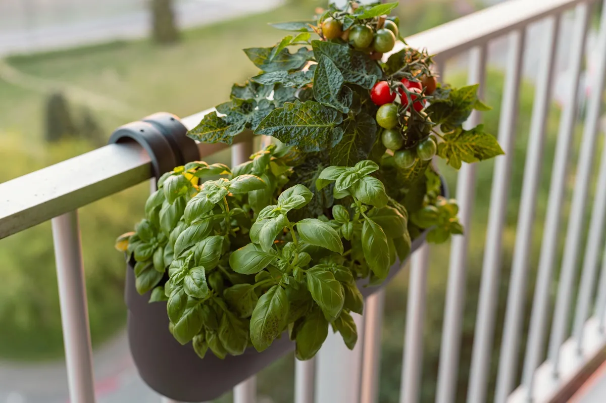 pomidory-i-bazylia-na-balkonie-w-donicy-39096531.jpg