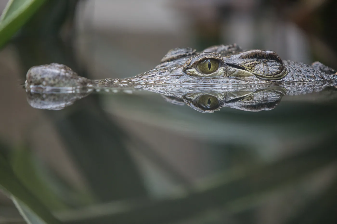 Krokodyl