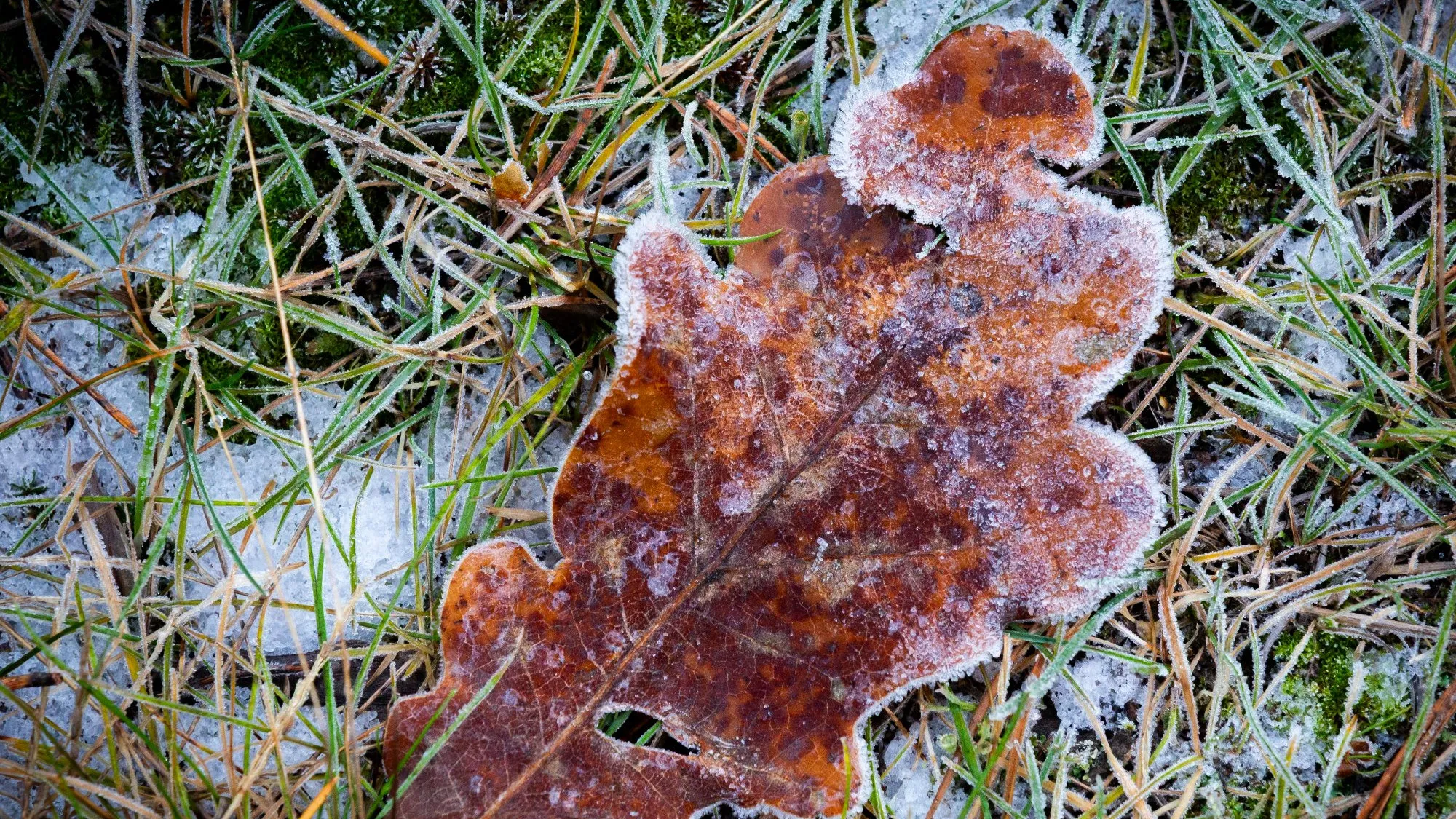 Prognoza pogody na 11 października. Na północy burze z krupą śnieżną, na południu przymrozki do -1 stopnia Celsjusza