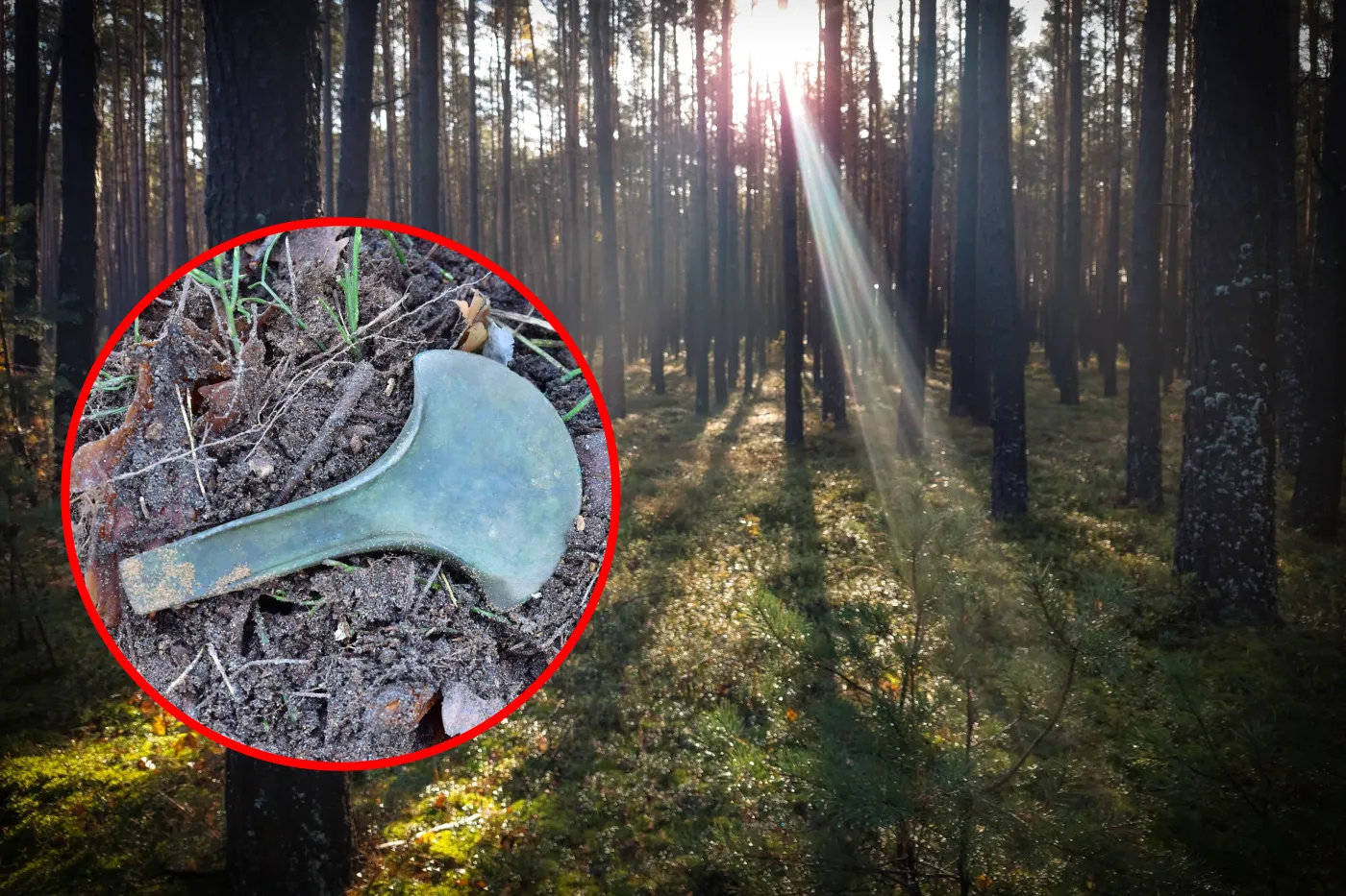 Leśne znalezisko z epoki brązu. Toporki mają około 3500 lat