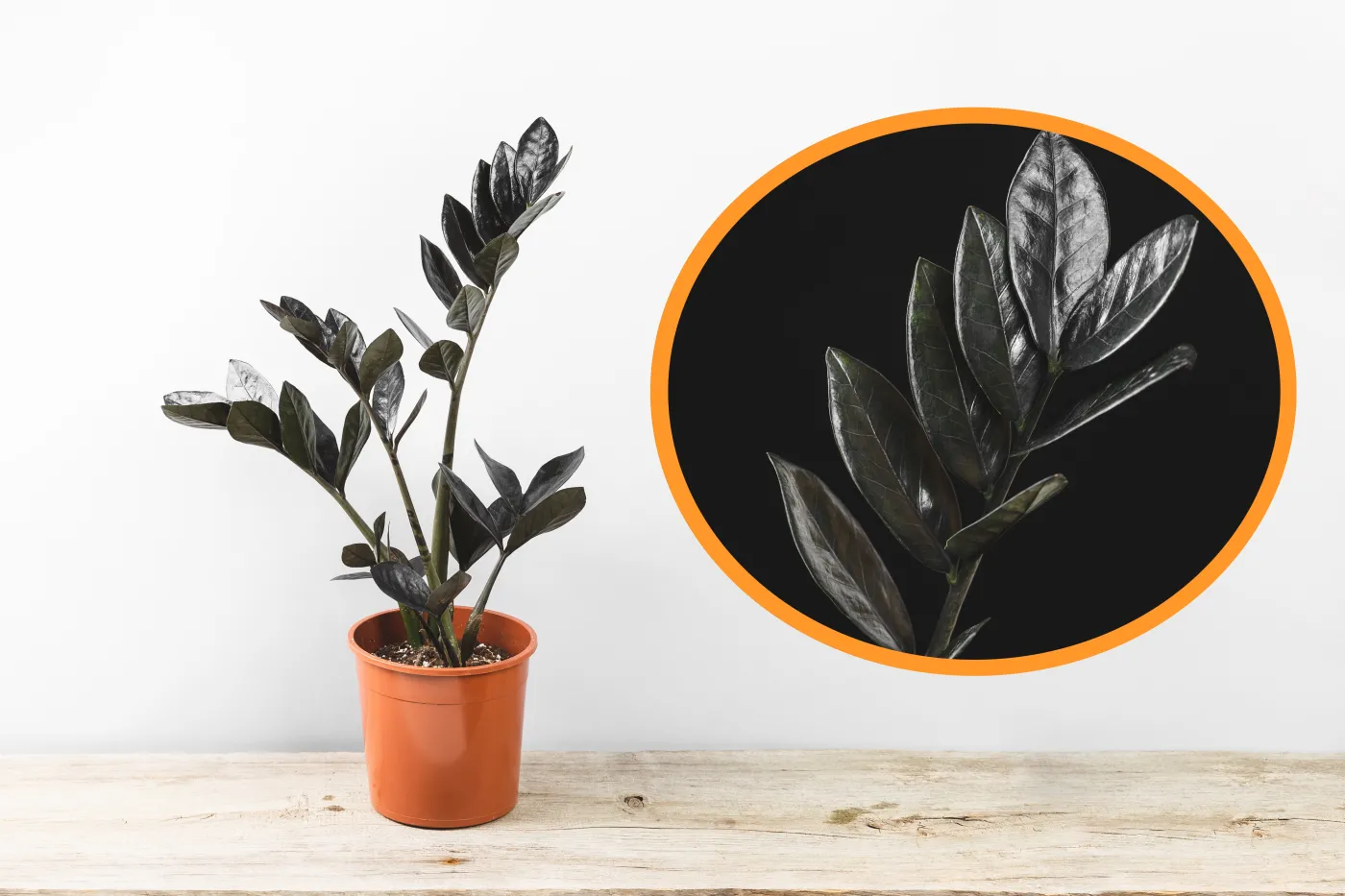 Znudził ci się "zwykły" zamiokulkas? Oto odmiana Raven o kruczoczarnych liściach