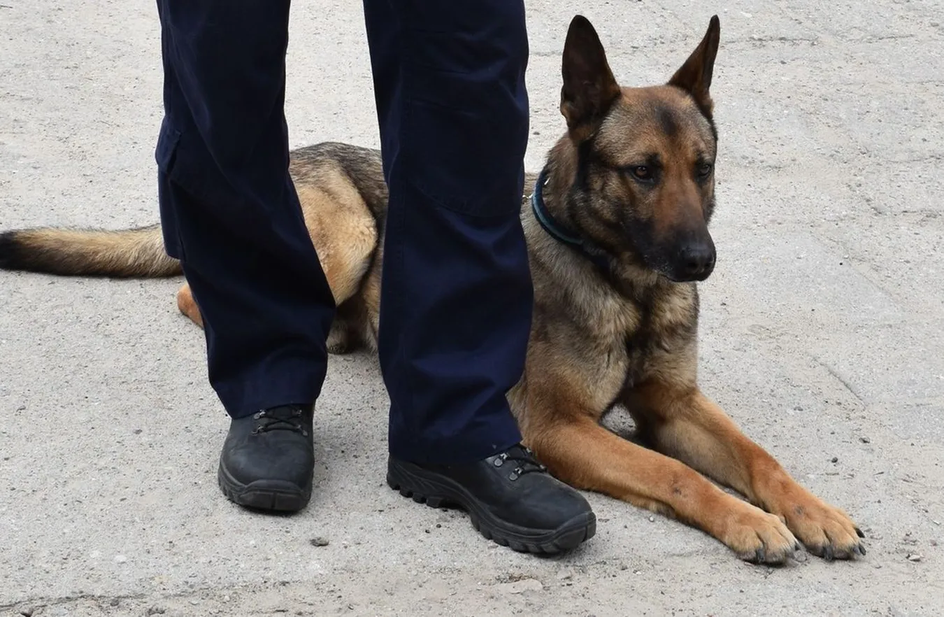 Złodzieje myśleli, że to idealne kryjówka. Ale pies z Kościana udowodnił im, że się mylili