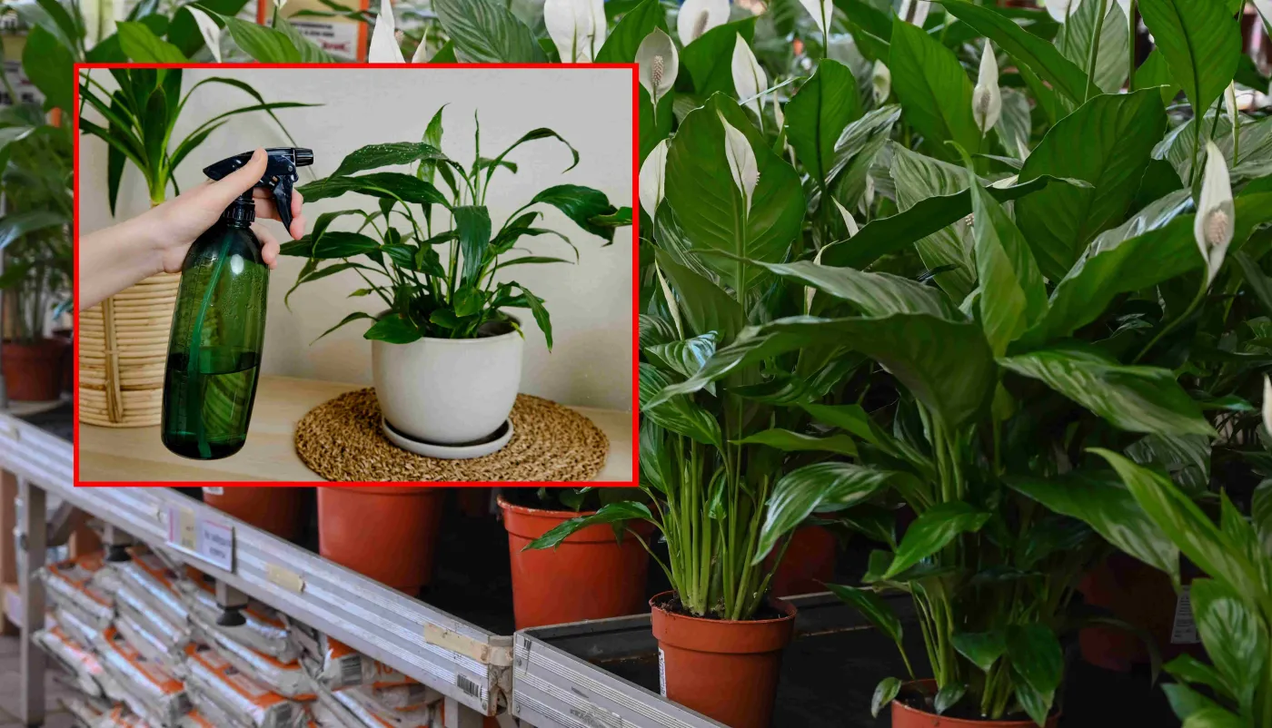 Skrzydłokwiat nie kwitnie, a jego liście żółkną. Co zrobić, by znów był piękny?