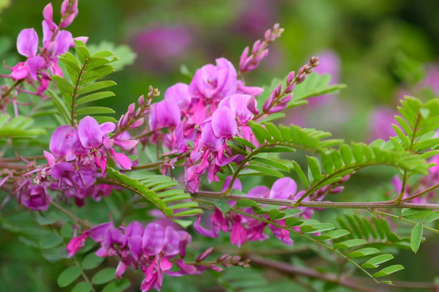 Indygowiec krzew ogród Close,Up,Of,Himalayan,Indigo,(indigofera,Himalayensis),Flowers,In,Bloom