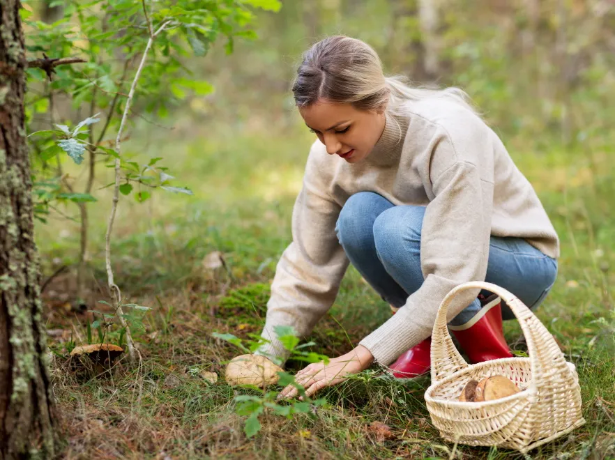 Jak rozpoznać jadalne grzyby? Lasy Państwowe mają PORADNIK