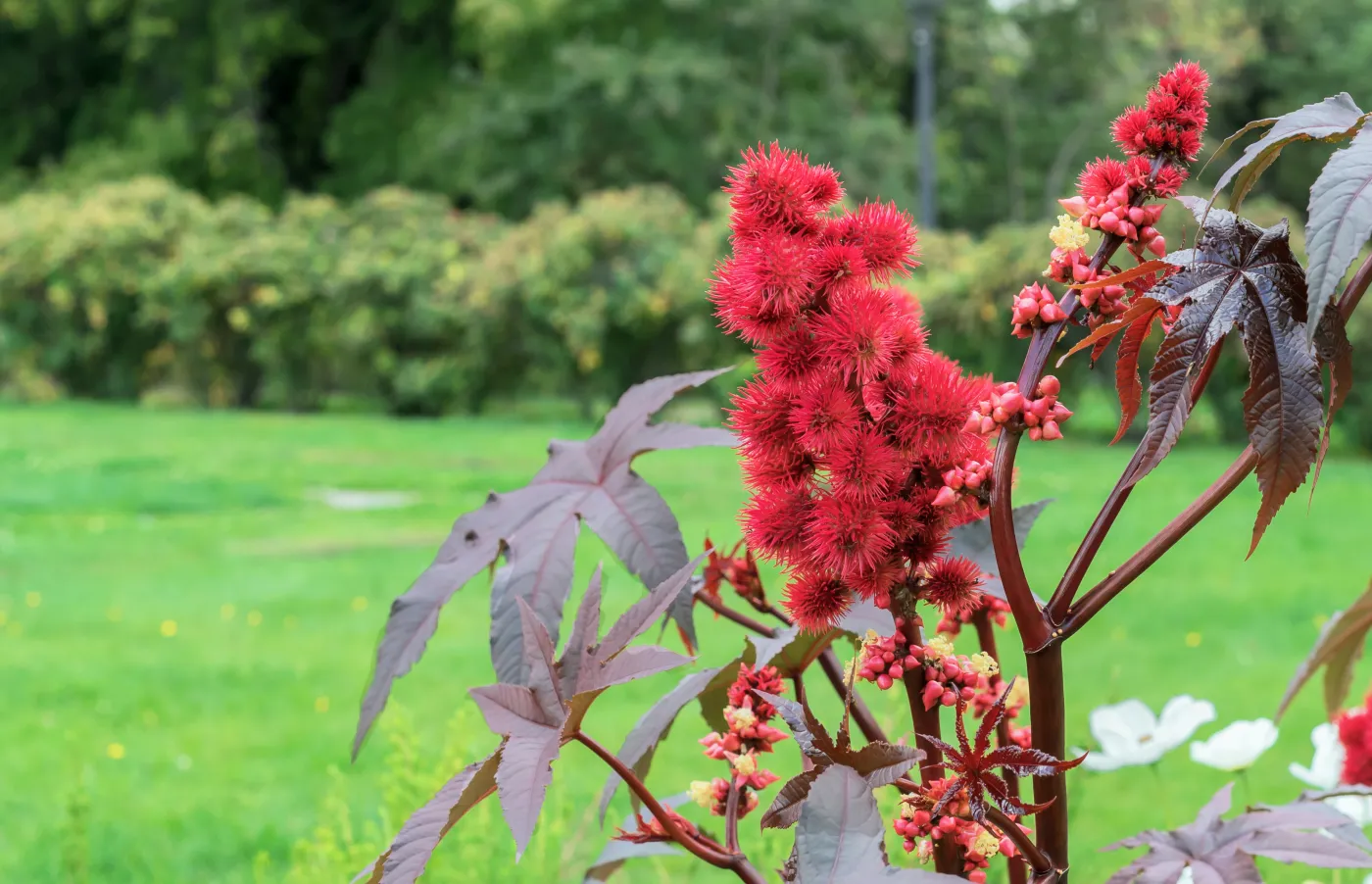 Rącznik pospolity (Ricinus communis L.)  Red,Prickly,Fruits,Of,The,Castor,Oil,Plant,Or,Ricinus
