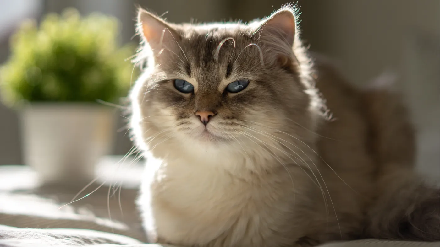 Dlaczego kot leży w pozycji "na chlebek"? To ważny sygnał