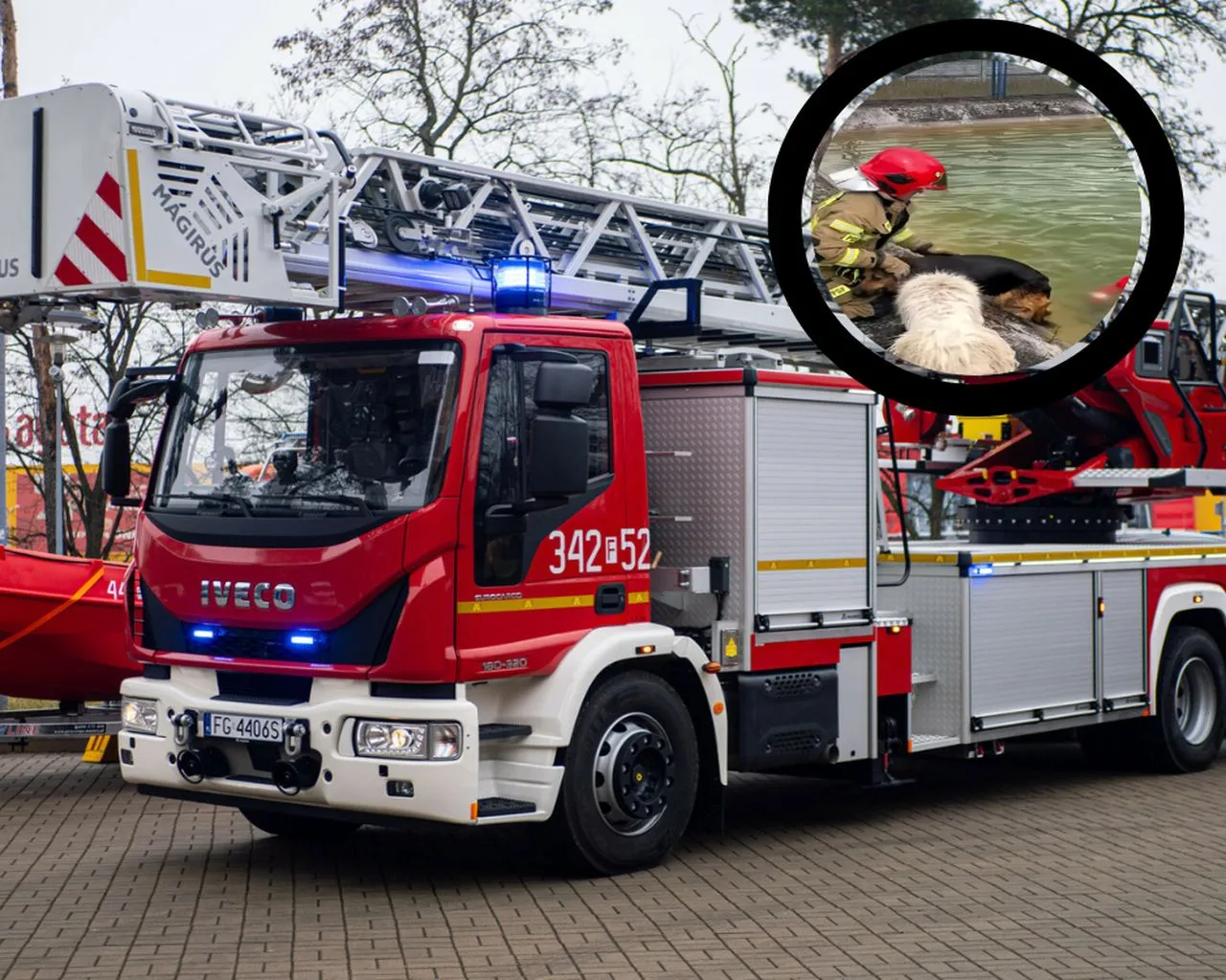 Bohaterski pies ratuje tonącego przyjaciela