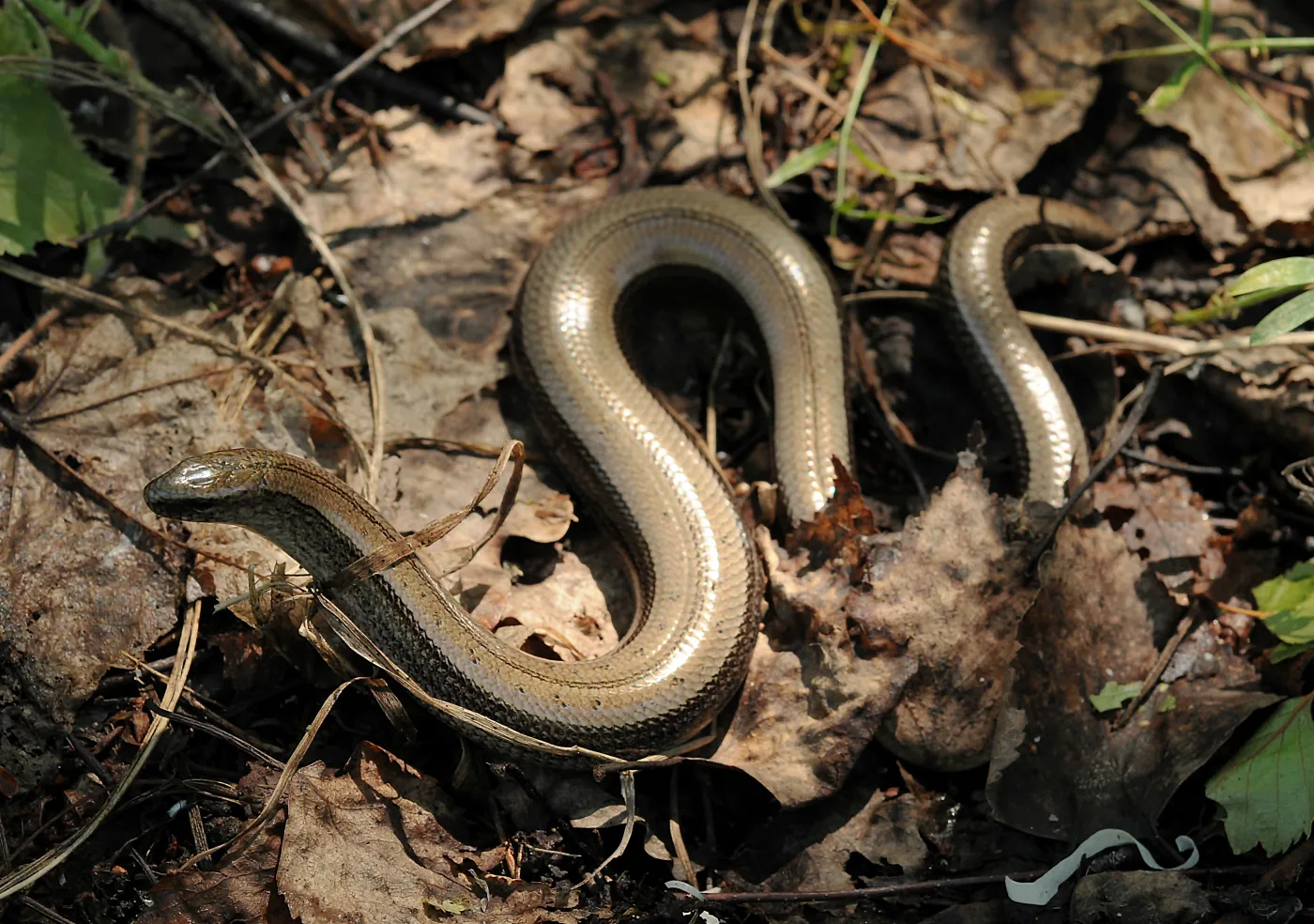 Wygląda groźnie, ale czy jest niebezpieczny? Po tym odróżnisz go od węża