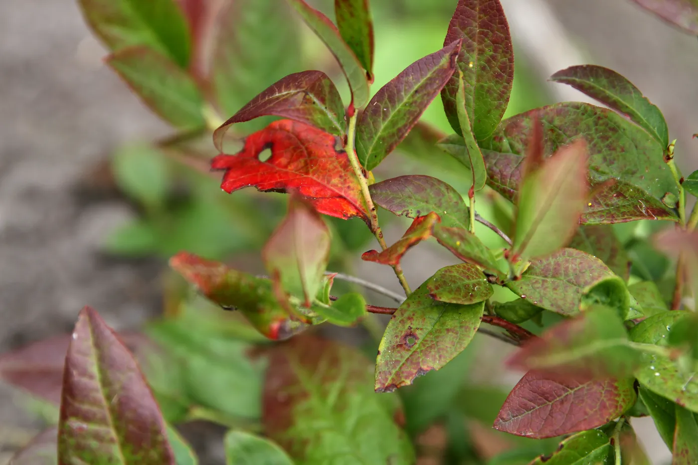 Liście borówki amerykańskiej czerwienieją - co zrobić? Choroby borówki amerykańskiej