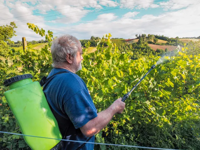 Oprysk Miedzianem - kiedy pryskać Miedzianem drzewa owocowe? Jak pryskać Miedzianem drzewa owocowe? Co można pryskać Miedzianem?