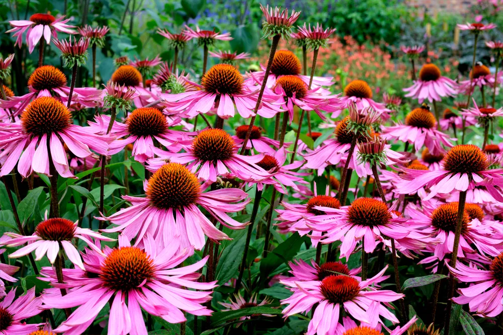 echinacea-purpurea-jezowka-purpurowa-kwiaty-37934911.jpg