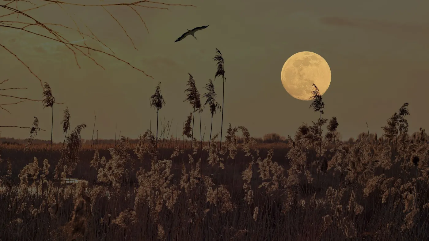 Sierpniowa pełnia Księżyca 2025? Czy dzisiaj jest pełnia Księżyca? Ile trwa pełnia Księżyca?