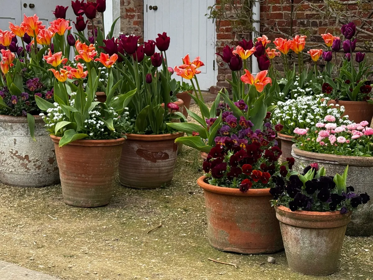 bordowe-i-pomaranczowe-tulipany-w-donicach-38919428.jpg