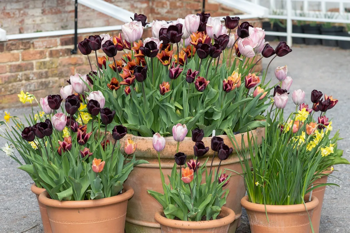 kompozycja-z-roslin-cebulowych-w-donicach-38919458.jpg