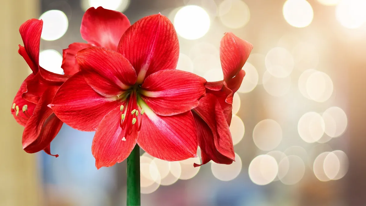 czerwony-kwiat-cebulowy-na-boze-narodzenie-38939230.jpg