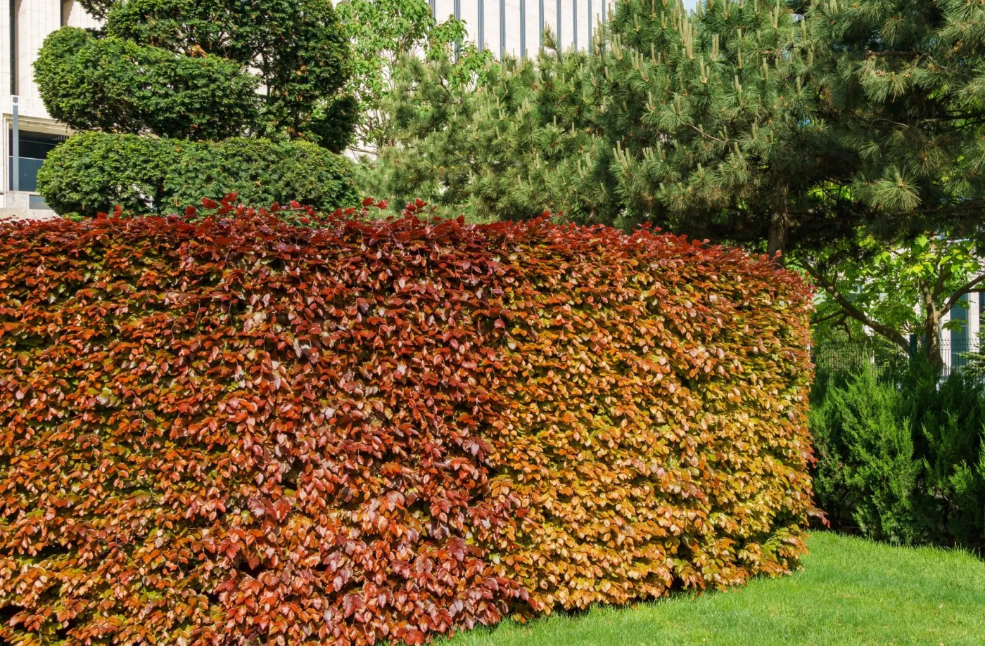 Krzew na żywopłot szybko rosnący, czerwony. Co posadzić wzdłuż ogrodzenia zamiast tui? Ten krzew idealnie nadaje się na żywopłot