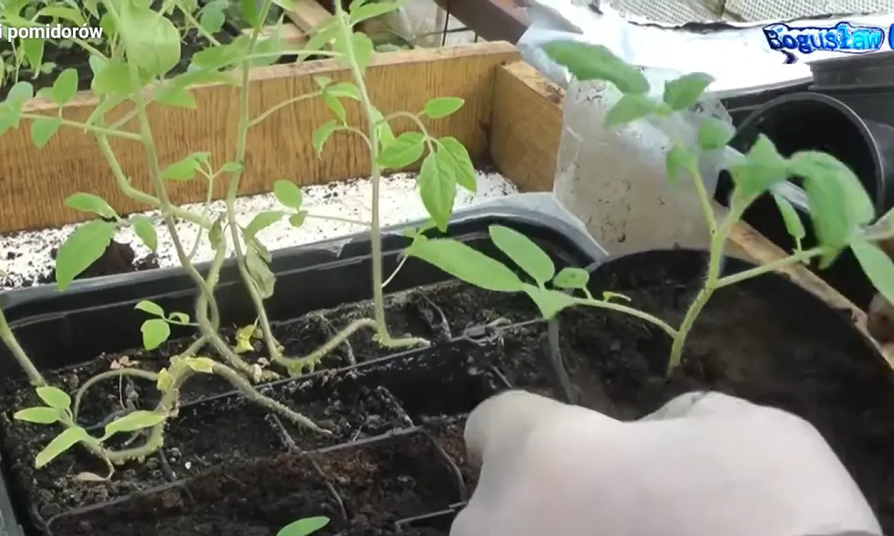 jak-uratowac-wybiegniete-sadzonki-pomidorow-39075258.png