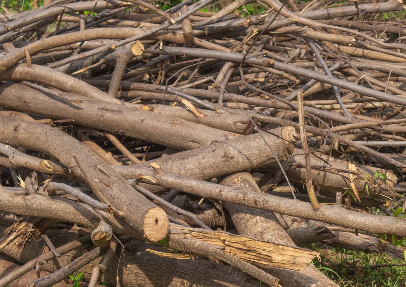 Co zrobić z gałęziami po przycinaniu drzew? Czy można palić suche gałęzie na działce?